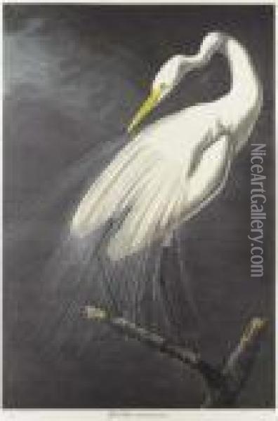 Great Egret, From Birds Of America Oil Painting - John James Audubon