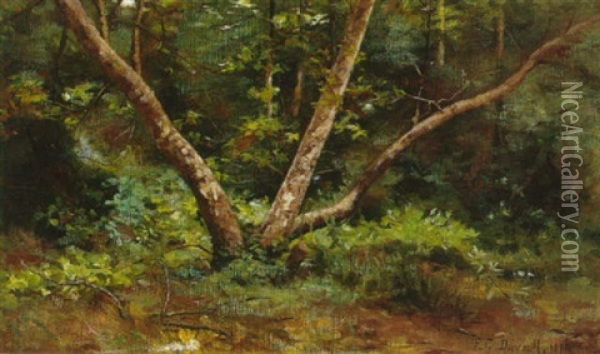 Sycamore Amidst The Forest Oil Painting - Fannie Eliza Duvall