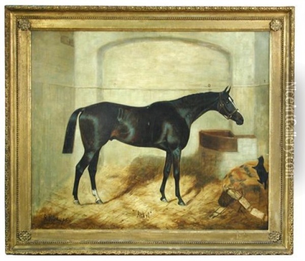 Athel, A Dark Bay Hunter Ina Stable With A Black Cat Oil Painting - George Paice