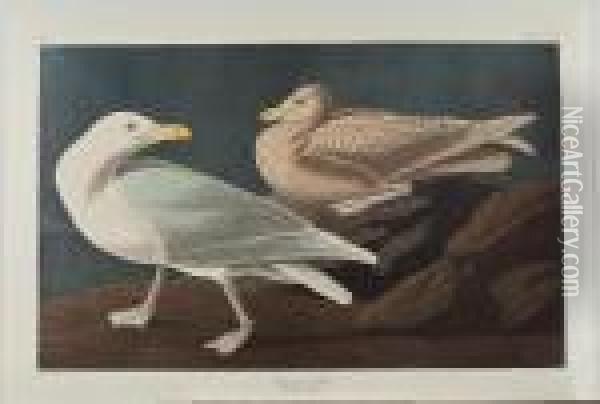 Burgomaster Gull' Oil Painting - John James Audubon