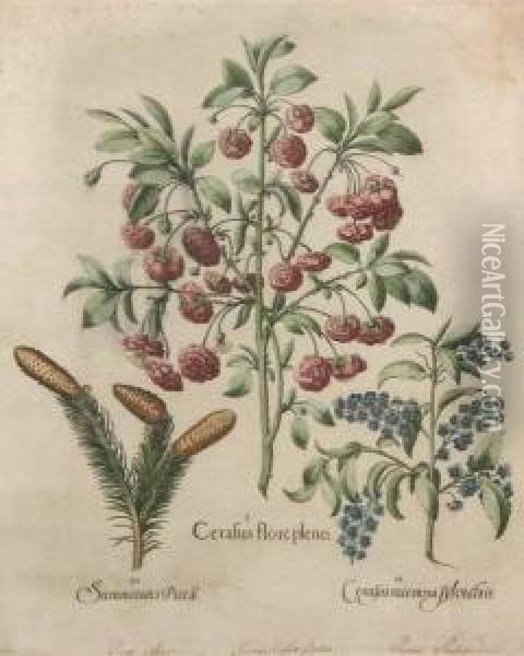 Cerasus Florepeno, Cerasus Meemosa Sylvestris, Summitates Piceae. Oil Painting - Basilius Besler