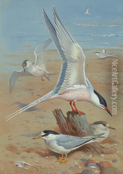 Roseate Tern Oil Painting - Archibald Thorburn