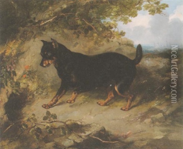 A Manchester Terrier In A Landscape Oil Painting - George Armfield