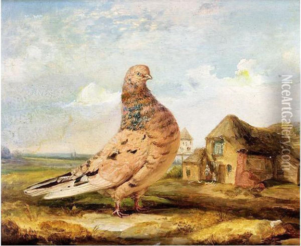 A Fancy Pigeon Oil Painting - James A. Donovan