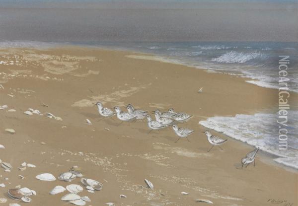 Sandpipers On A Beach Oil Painting - Fidelia Bridges