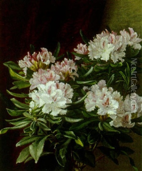 Opstilling Med Hvid Og Lyserod Rhododendronbusk Oil Painting - Alfrida Baadsgaard