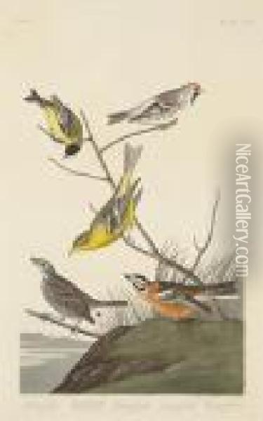 Arkansaw Siskin. Mealy Red-poll.
 Louisianatananger. Townsend's Finch. Buff-breasted Finch (pl. Cccc) Oil Painting - John James Audubon