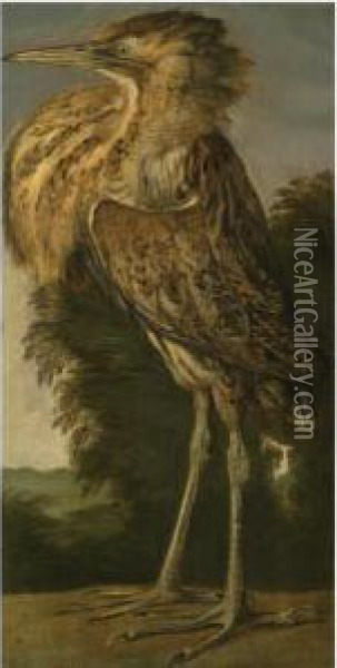 A Bittern (roerdomp) Oil Painting - Cornelis van Lelienbergh