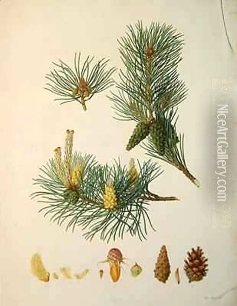 Pinus sylvestris, c.1790, from a bound volume of watercolours composed for Alymer Bourke Lambert's, 'A Description of the genus Pinus' Oil Painting - Ferdinand Bauer