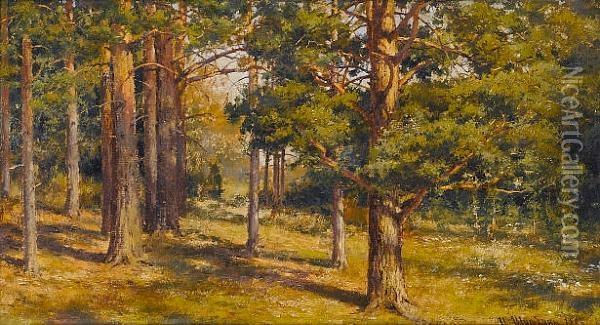Woodland Study Oil Painting - Ivan Shishkin
