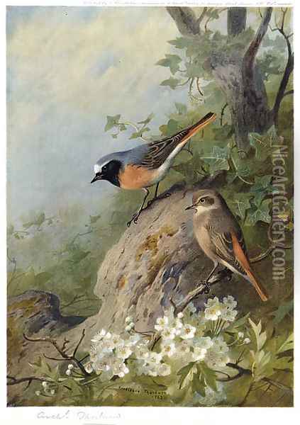 Cock and Hen Redstarts Oil Painting - Archibald Thorburn
