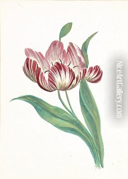 A Flower Study Of A Tulip Oil Painting - Edward Lear