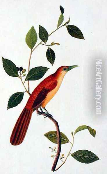 Boorong Seliah, from 'Drawings of Birds from Malacca', c.1805-18 Oil Painting - Anonymous Artist