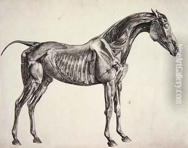Plate from The Anatomy of the Horse, c.1766 3 Oil Painting - George Stubbs