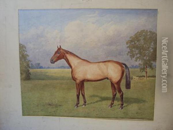 'grakle' - A Racehorse In A Paddock Oil Painting - Alfred Bright