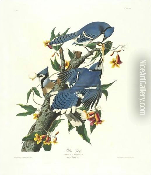 Blue Jay (Plate C11) Oil Painting - John James Audubon