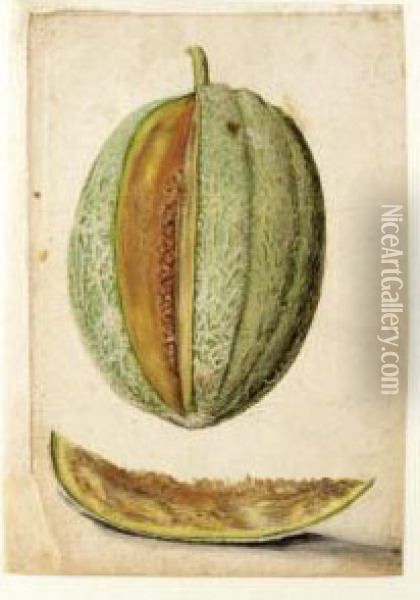 Study Of A Melon With A Slice Cut Out Oil Painting - Jacques (de Morgues) Le Moyne