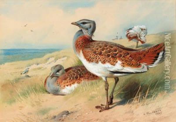 Great Bustards Oil Painting - Archibald Thorburn