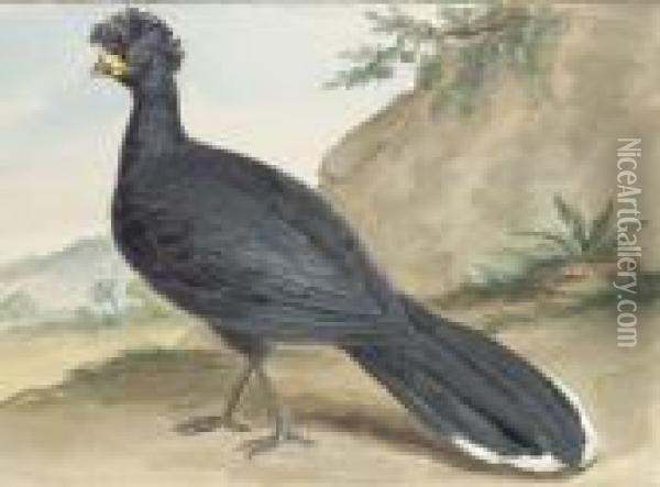 A Black Crownbird Oil Painting - Aert Schouman