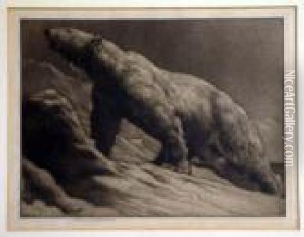 Polar Bear Signed In Pencil And Blindstamped 8 X 10.5in Oil Painting - Herbert Thomas Dicksee
