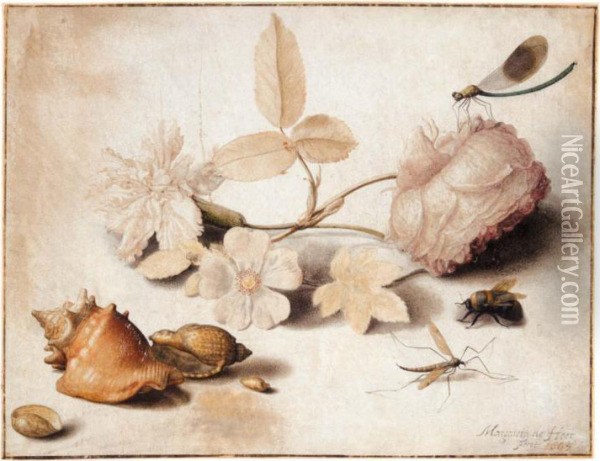 Study Of Flowers, Insects And Shells Oil Painting - Margaretha De Heer