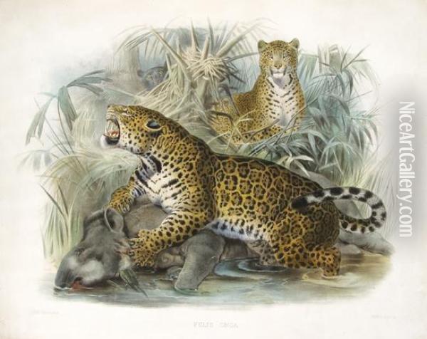 A Monograph Of The Felidae Of Family Of The Cats. Oil Painting - Daniel Giraud Elliot
