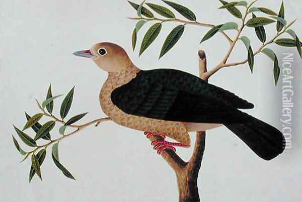 Stock Dove, Pergam, from 'Drawings of Birds from Malacca', c.1805-18 Oil Painting - Anonymous Artist