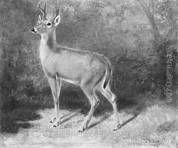 Deer--Sketch from Nature Oil Painting - Arthur Fitzwilliam Tait