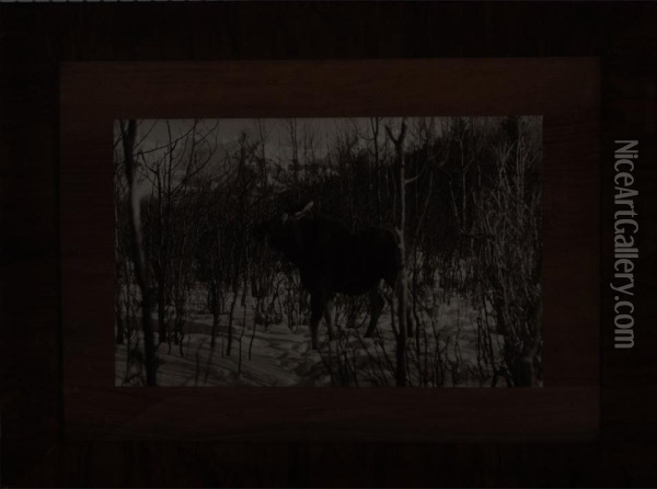 Moose In Snow Oil Painting - Byron Harmon