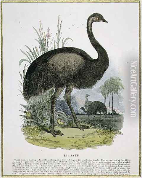The Emu, educational illustration pub. by the Society for Promoting Christian Knowledge, 1843 Oil Painting - Josiah Wood Whymper