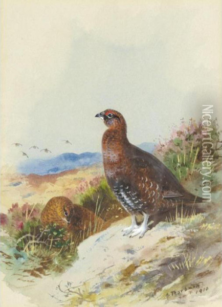 Red Grouse Oil Painting - Archibald Thorburn