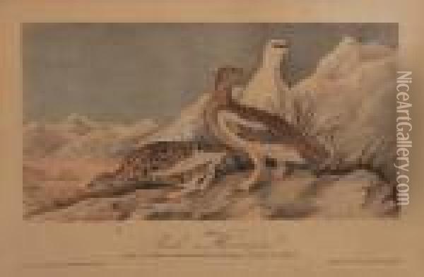 Rock Ptarmigan Oil Painting - John James Audubon
