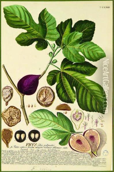 Ficus Carica, Fig Oil Painting - Georg Dionysius Ehret