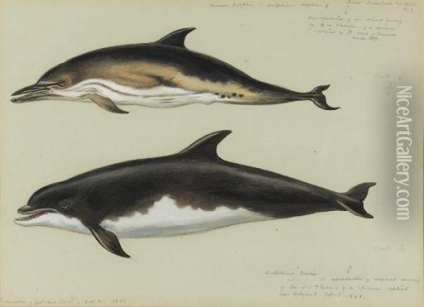 Common Dolphin And Bottlenose Dolphin Oil Painting - Archibald Thorburn