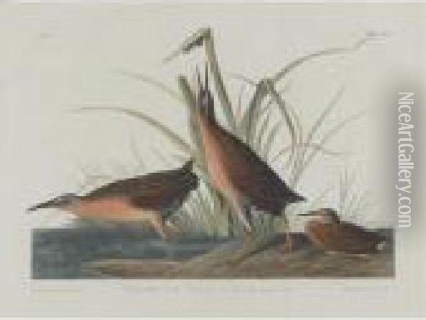 Virginia Rail (plate Ccv) Oil Painting - John James Audubon