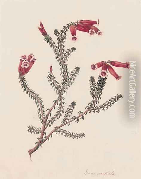 Four botanical drawings of heather Erica Artistata Oil Painting - Matilda Floud