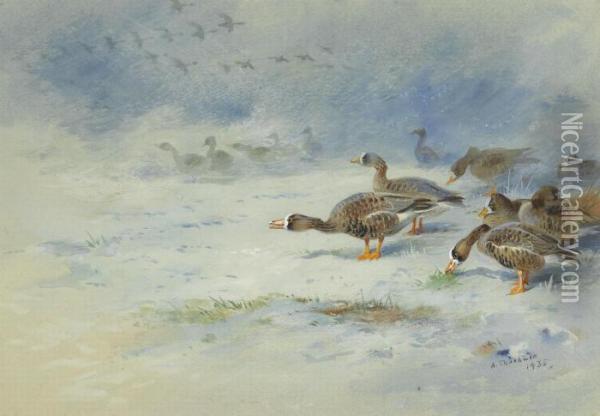 Barnacle Geese Oil Painting - Archibald Thorburn