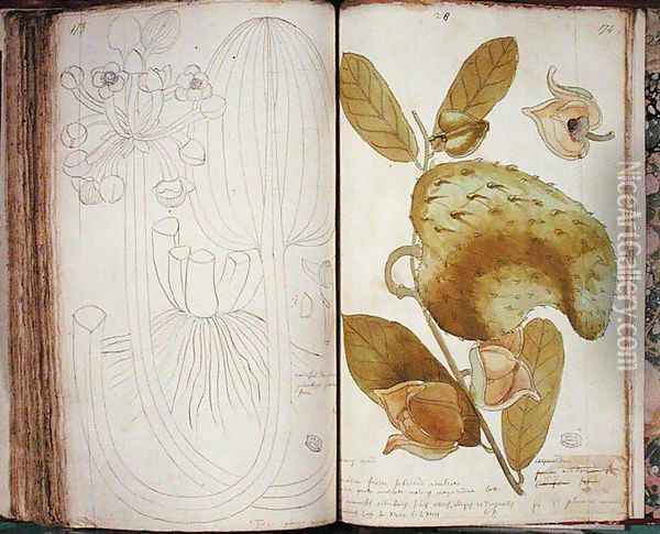 Ms 23 Cardamom, from a manuscript on plants of the Antilles and Santo Domingo Oil Painting - Charles Plumier