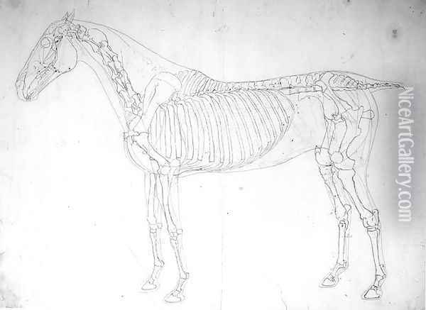 Anatomical study of a horse 3 Oil Painting - George Stubbs