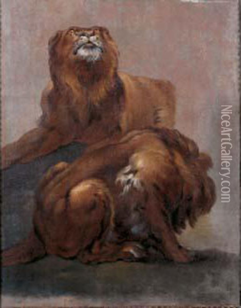 Etude De Lions Oil Painting - Claude Francois Desportes
