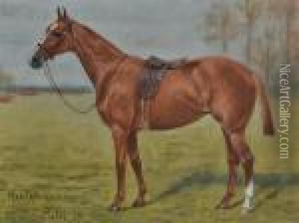 Portrait Of A Race Horse 