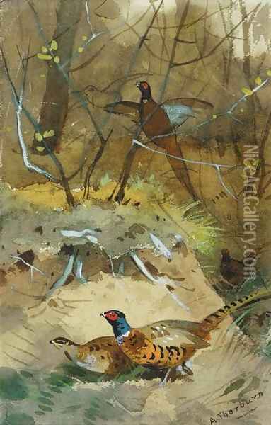 Study of pheasant Oil Painting - Archibald Thorburn
