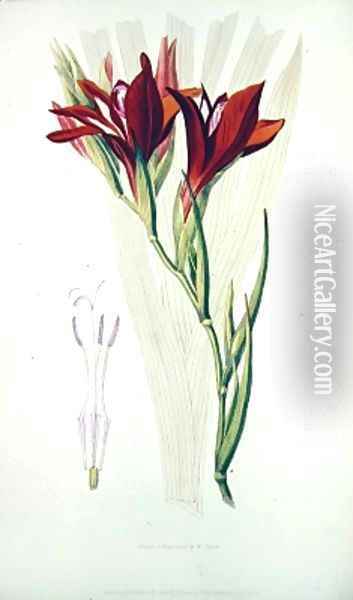 Gladiolus Red from Flora Conspicua Oil Painting - William Clark