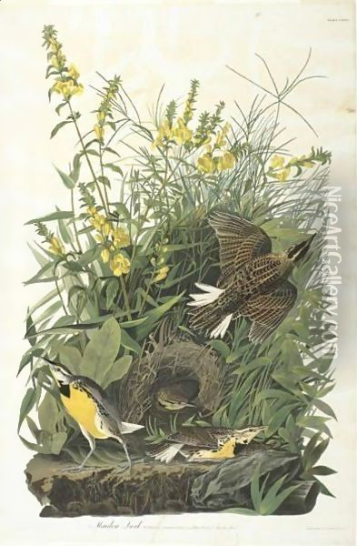 Meadow Lark (Plate Cxxxvi) Oil Painting - John James Audubon