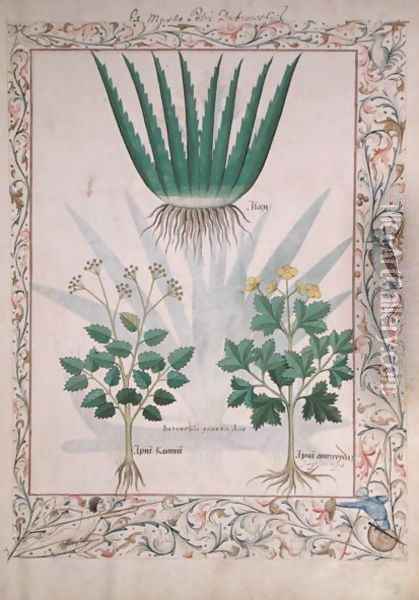 Aloe and Apio, illustration from The Book of Simple Medicines by Matthaeus Platearius d.c.1161 c.1470 Oil Painting - Robinet Testard