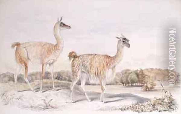 Guanaco from The Knowsley Menagerie Oil Painting - Benjamin Waterhouse Hawkins