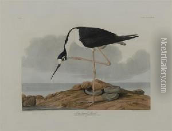 Long Legged Avocet Oil Painting - John James Audubon
