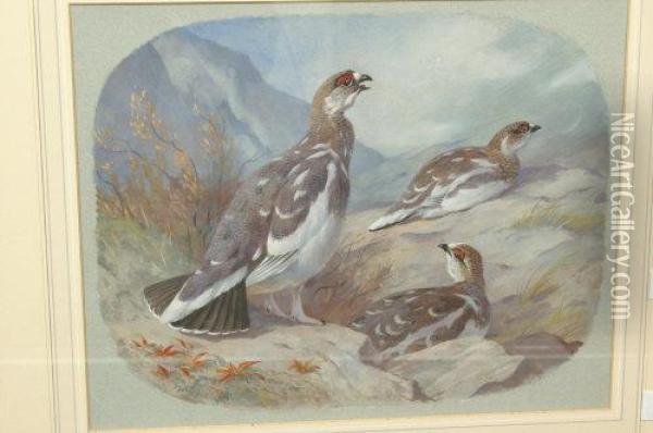 Partridges Oil Painting - John Harwood