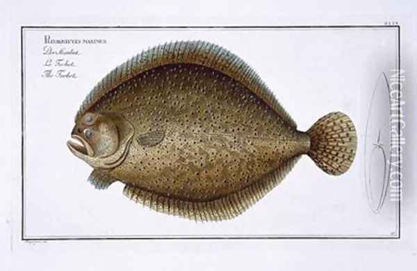 Turbot Pleuronectes Maximus Oil Painting - Andreas-Ludwig Kruger