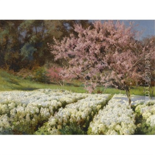 Spring Blossom Oil Painting - Iosif Evstafevich Krachkovsky